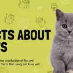 facts about cats