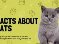 facts about cats
