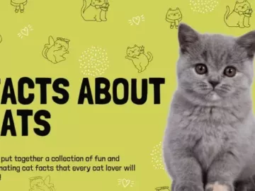 facts about cats