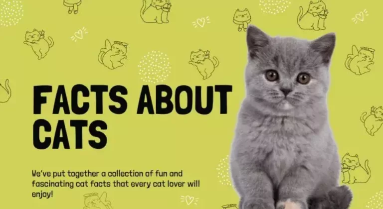 facts about cats