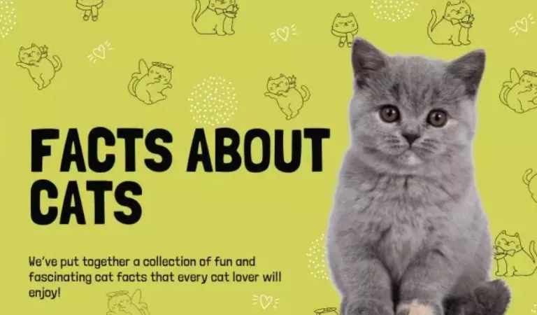 Facts About Cats 9 Facts