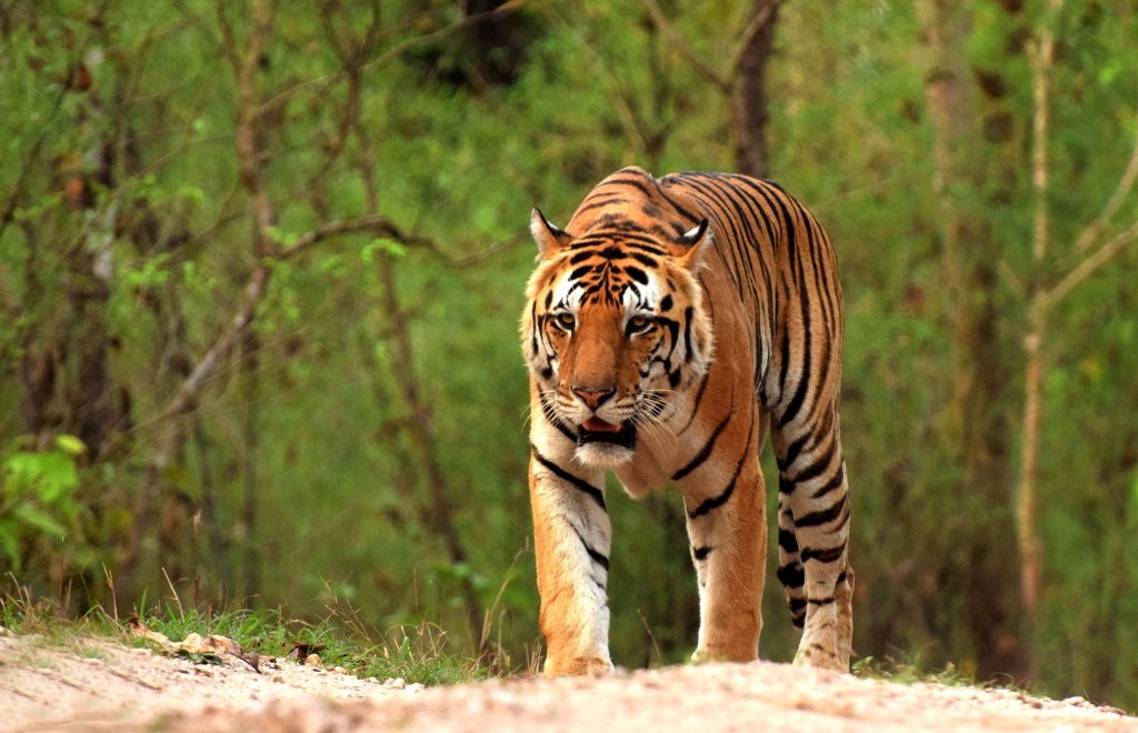 royal bengal tiger
